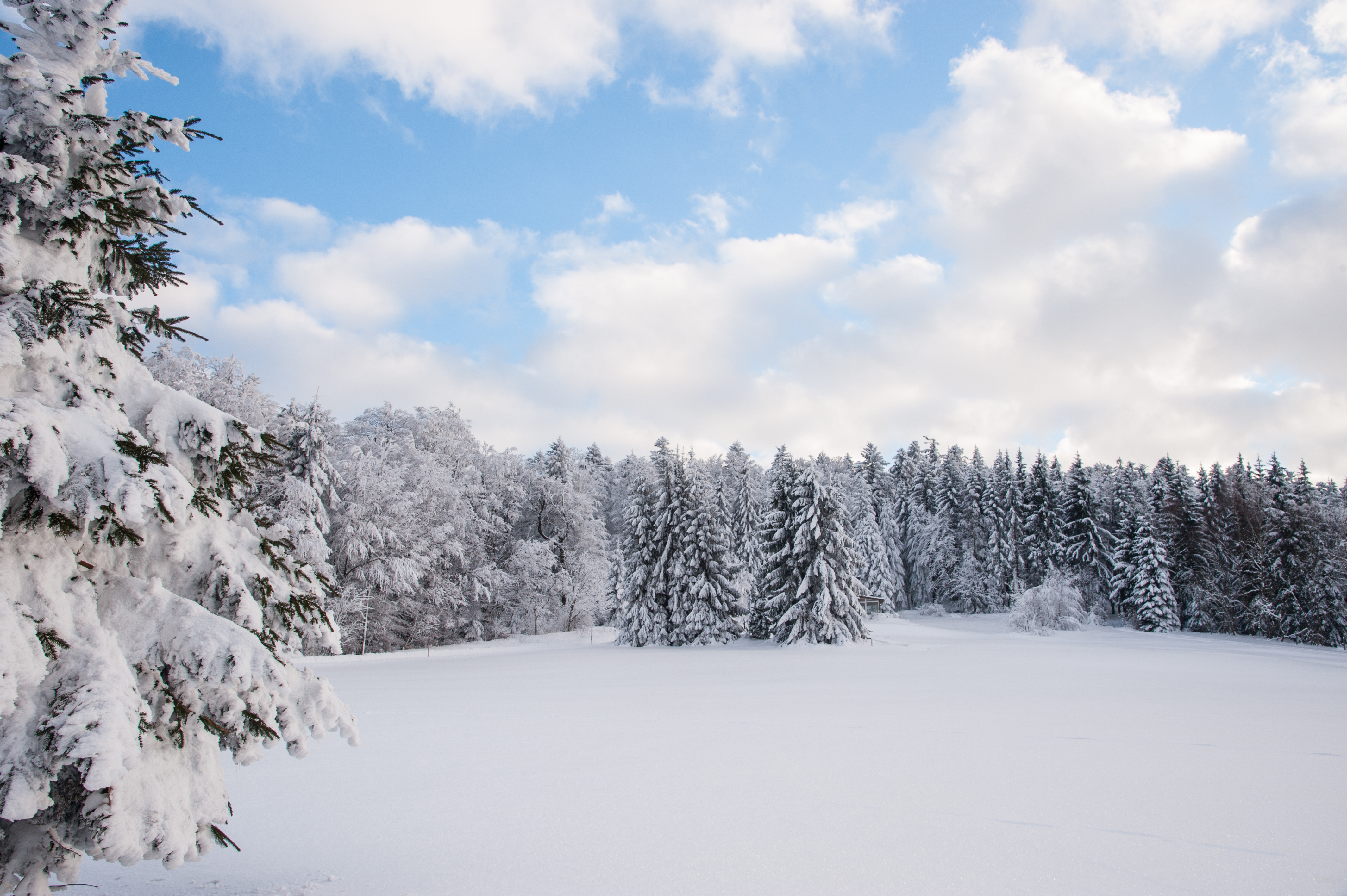 Bild des Wintertraums im Sonnenwald